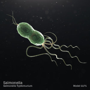 microbes bacteria cells 3D model