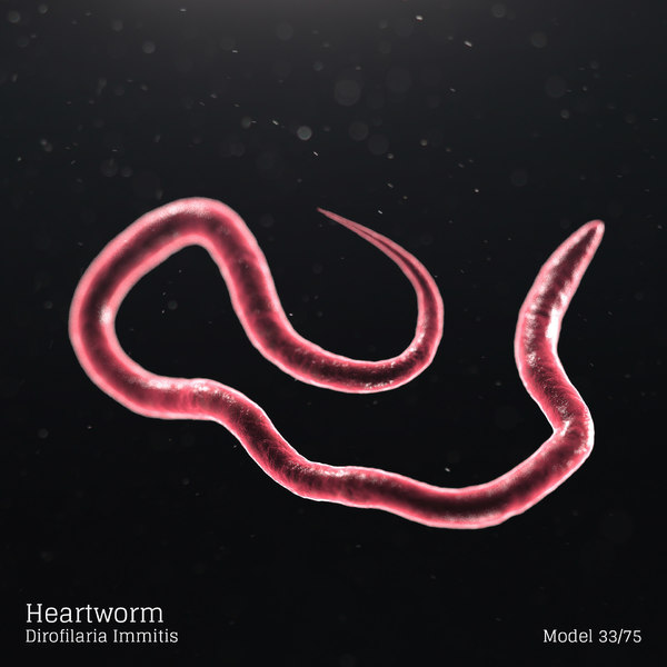 Heartworm - Dirofilaria Immitis Modelo 3D - TurboSquid 1626184