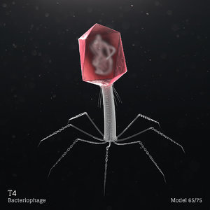 microbes bacteria cells 3D