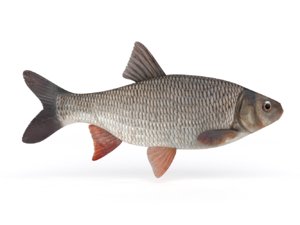 freshwater fish 3D model