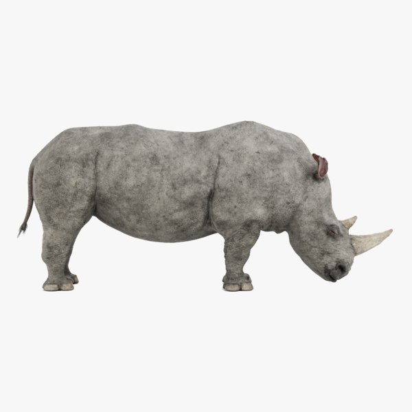 3D white rhinoceros
