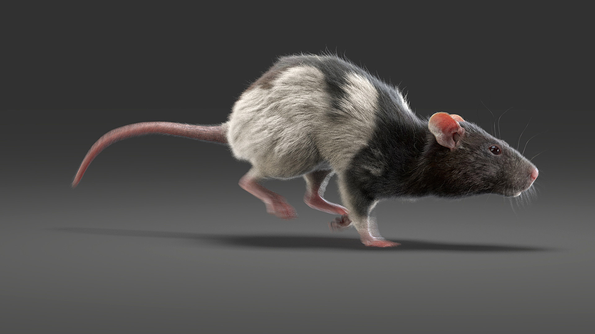 3D rat fur animations TurboSquid 1632434