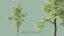 pack 30 tree willow 3D model