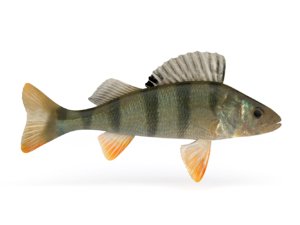 realistic perch fish 3D model