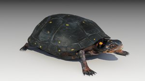 turtle reptile 3D