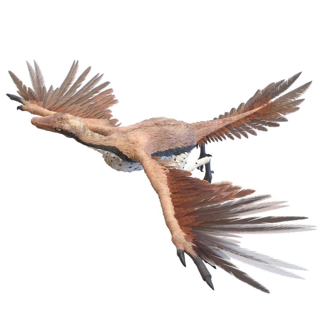 Archaeopteryx 3D - TurboSquid 1634579