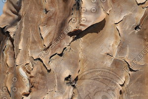 Quiver Tree0001