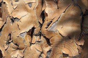 Quiver Tree0002