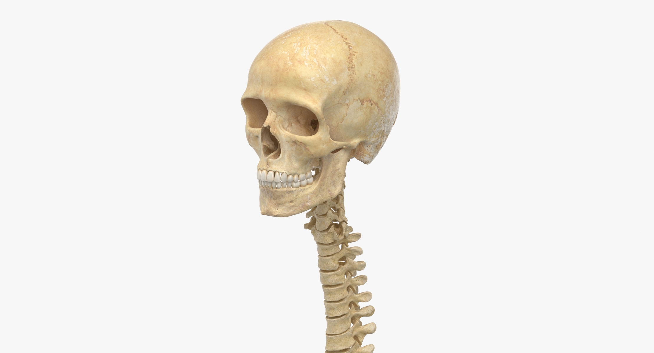 Ossos da coluna vertebral humanos reais, crânio masculino, anatomia ...