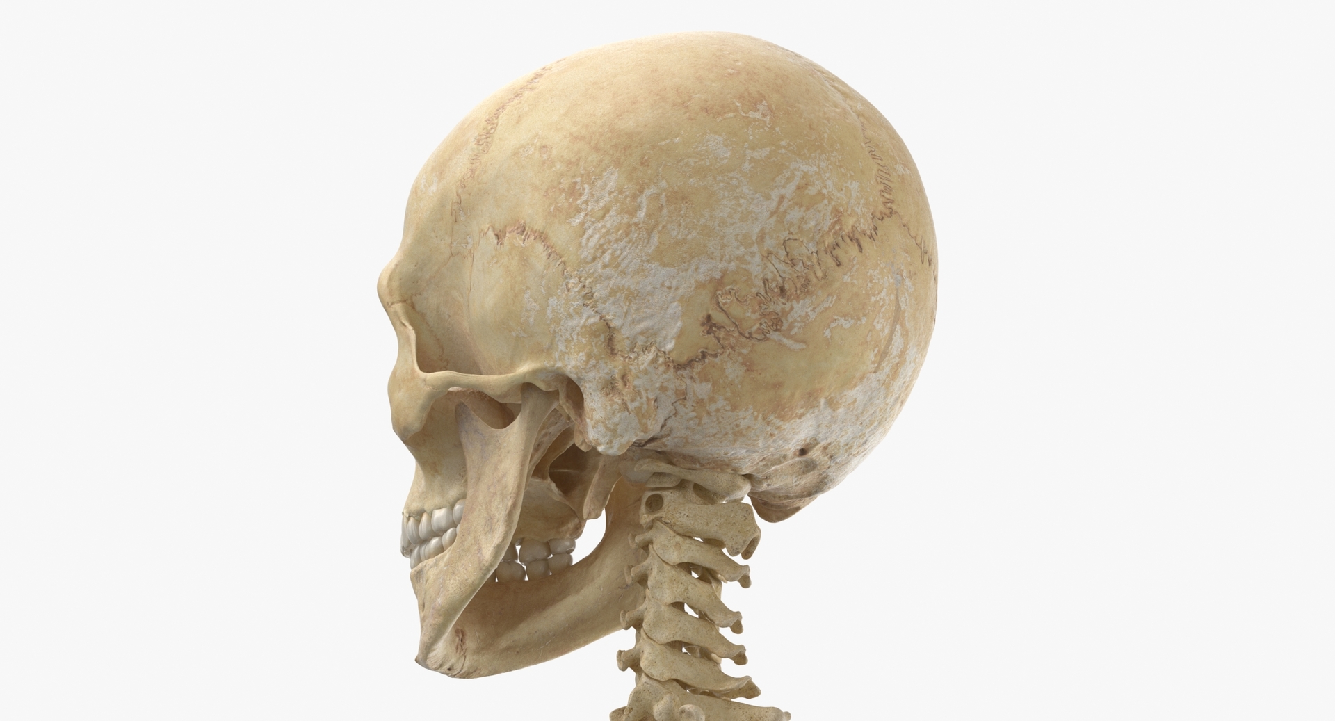 Ossos da coluna vertebral humanos reais, crânio masculino, anatomia ...