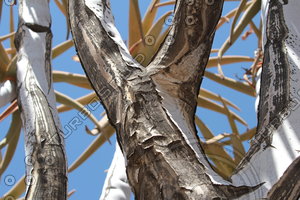 Quiver Tree0003