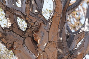 Quiver Tree0005