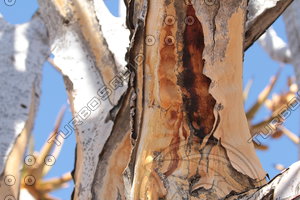 Quiver Tree0004
