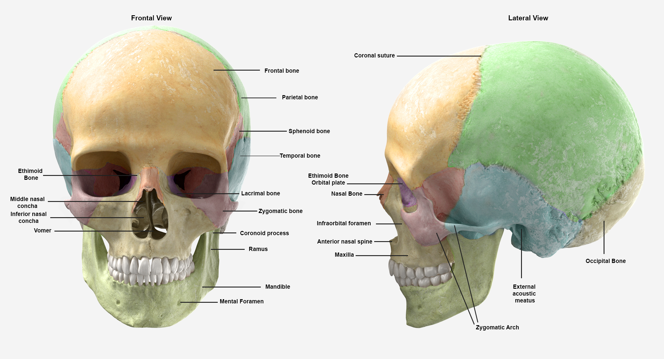 Ossos da coluna vertebral humanos reais, crânio masculino, anatomia ...