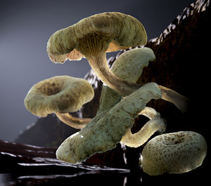 tigrinus water fungi mushroom 3D
