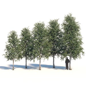 3D model birch tree