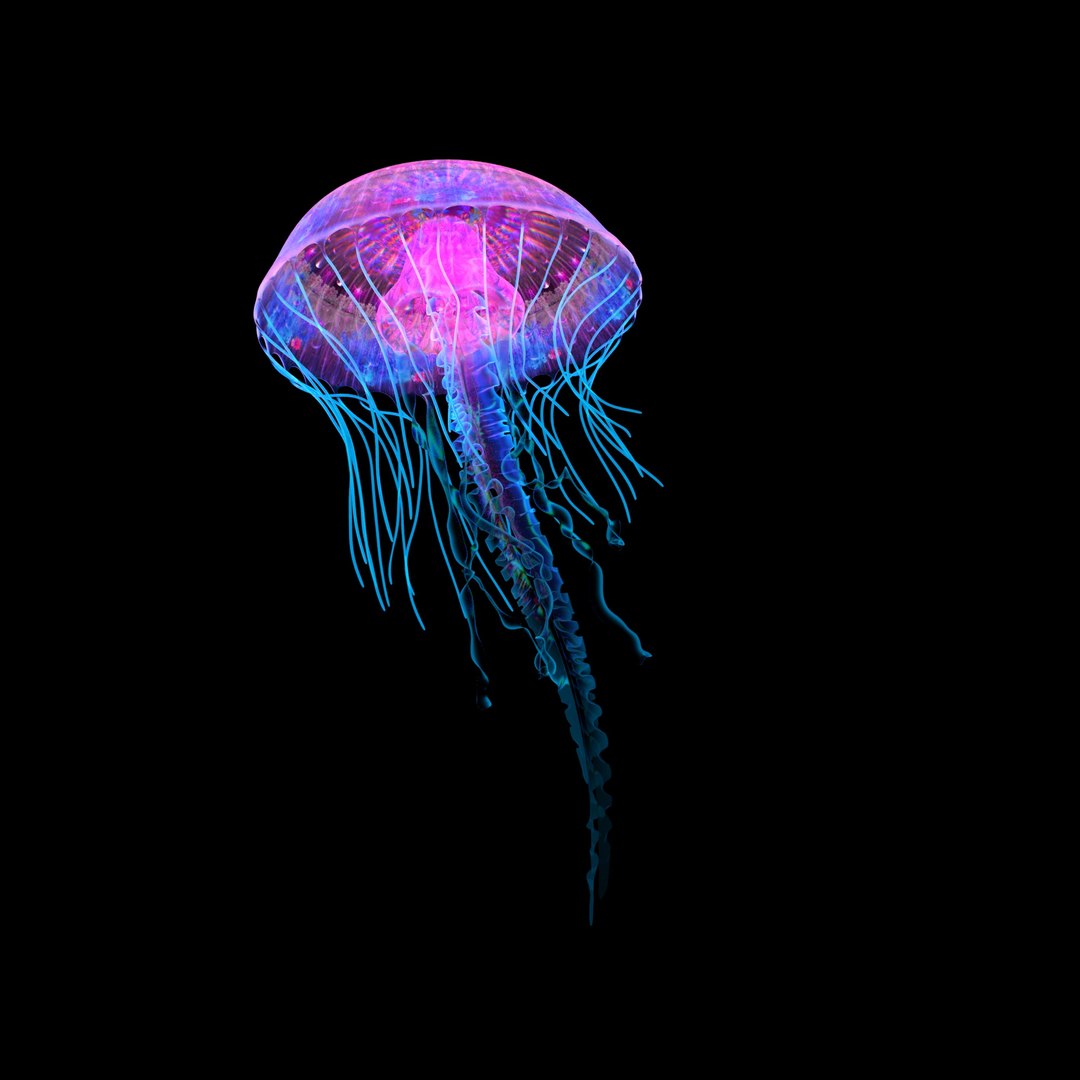3D jellyfish model TurboSquid 1636079