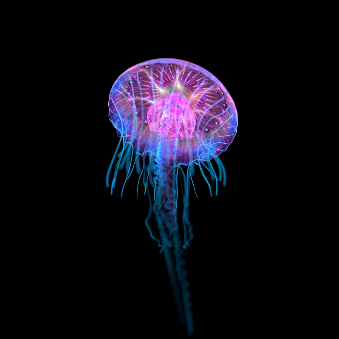 3D jellyfish model - TurboSquid 1636079