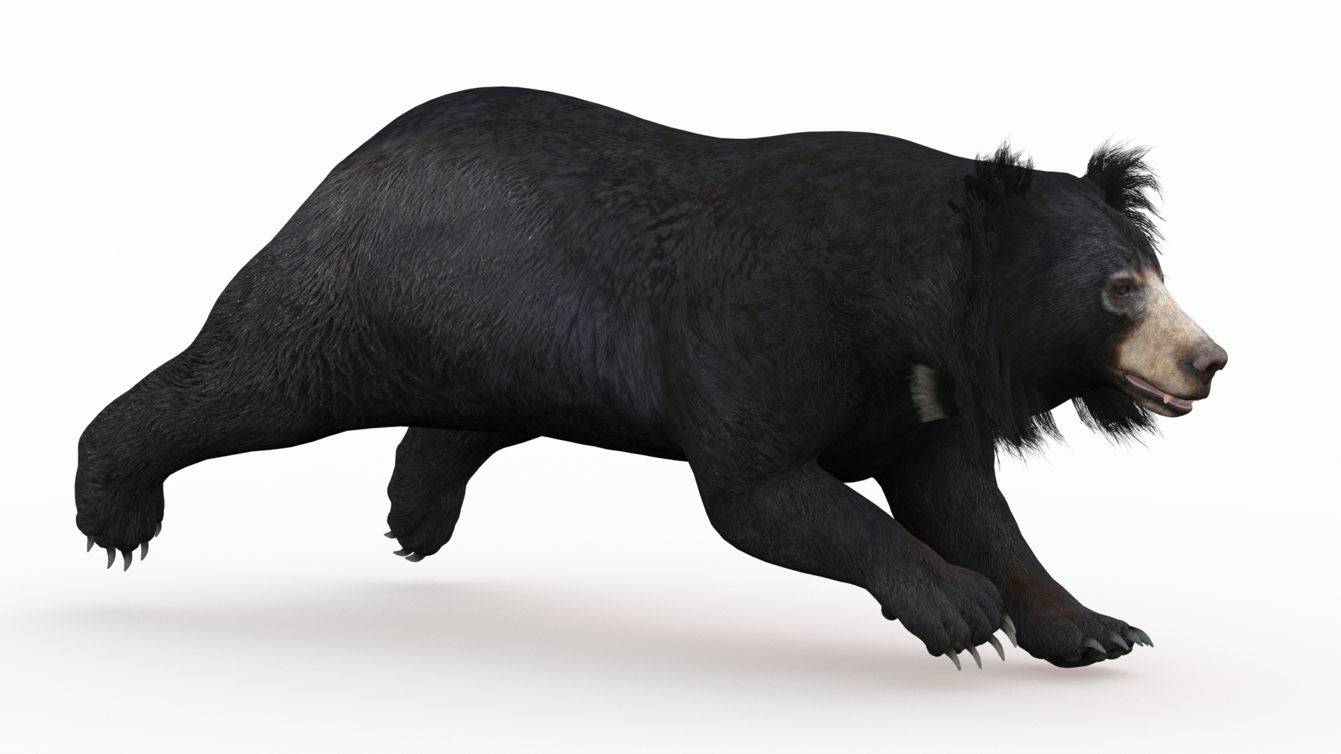 Sloth bear animal 3D TurboSquid 1636030