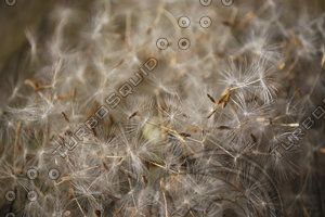 Dandelion - 0001