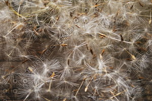 Dandelion - 0002
