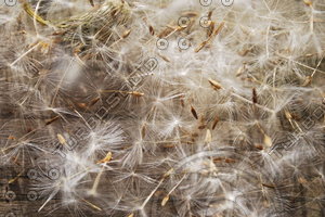 Dandelion - 0003