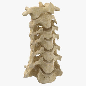 3D real human neck cervical model