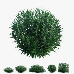 tree ruellia brittoniana flower plant model