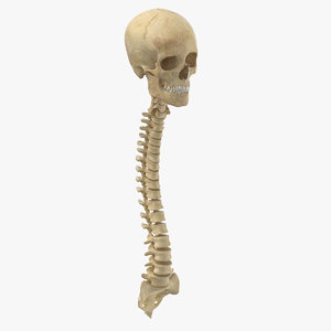 real human spine bones 3D