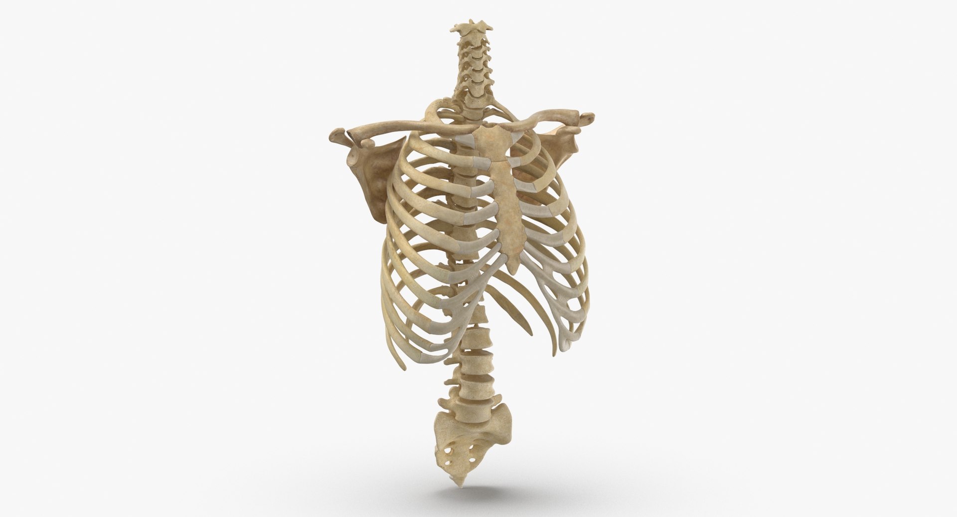 3D real human rib cage model - TurboSquid 1637730