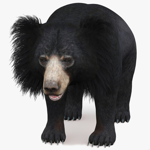 Bear animal 3D model TurboSquid 1637788