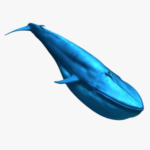 3D blue whale