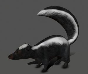 skunk 3D model