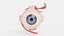 eyeball muscles eye 3D model