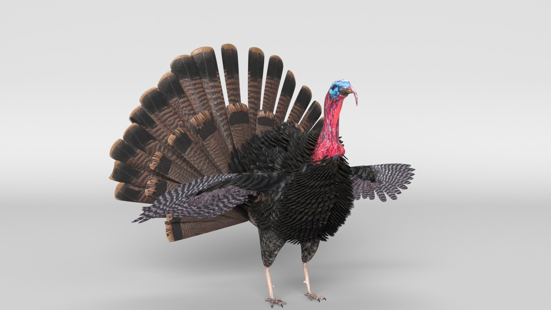 Turkey animal bird 3D model TurboSquid 1638688