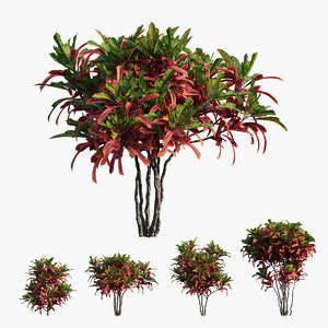 croton plant set 06 3D model