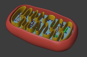 mitochondria animal cell 3D model