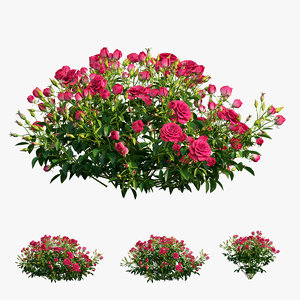 3D plant rose set 02