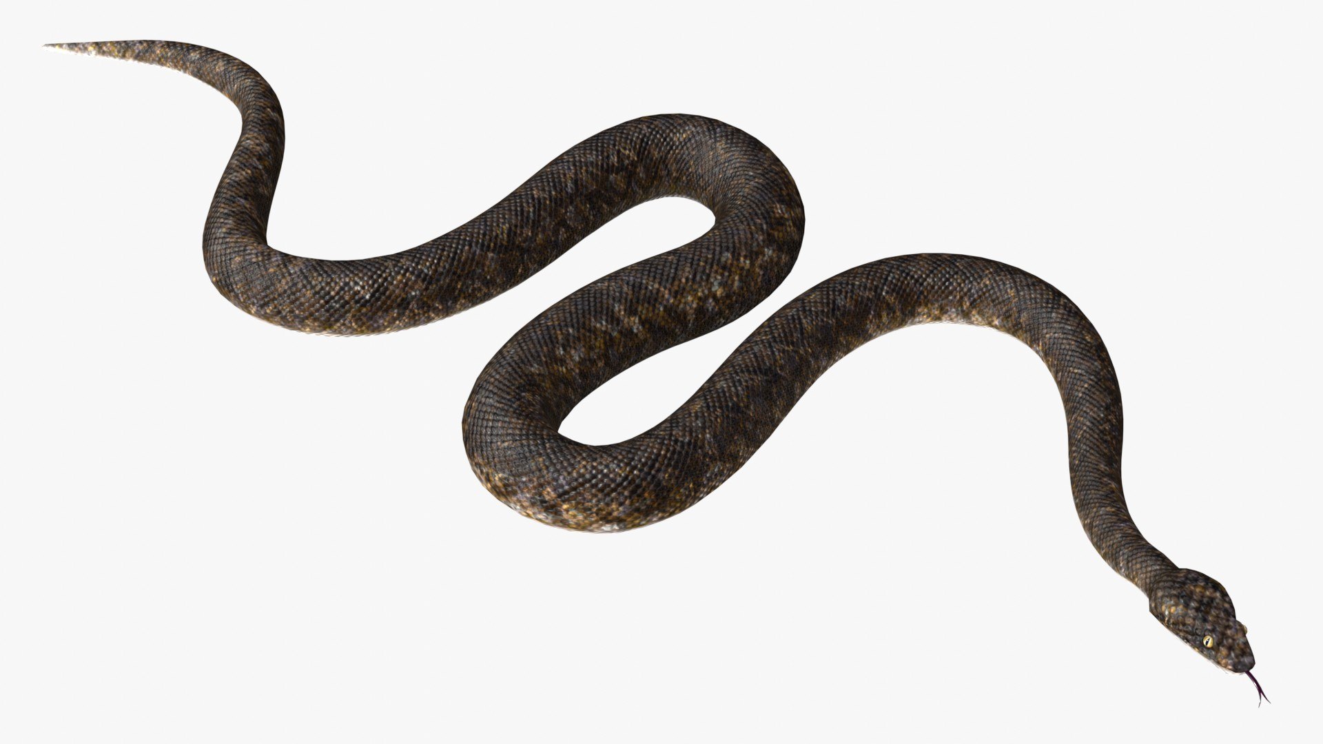 Crawling snake loop animation 3D model TurboSquid 1639323