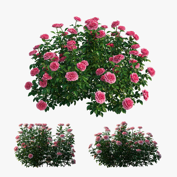 3D rose plant set 24 model