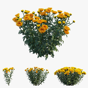 3D model chrysanthemum flower plant set