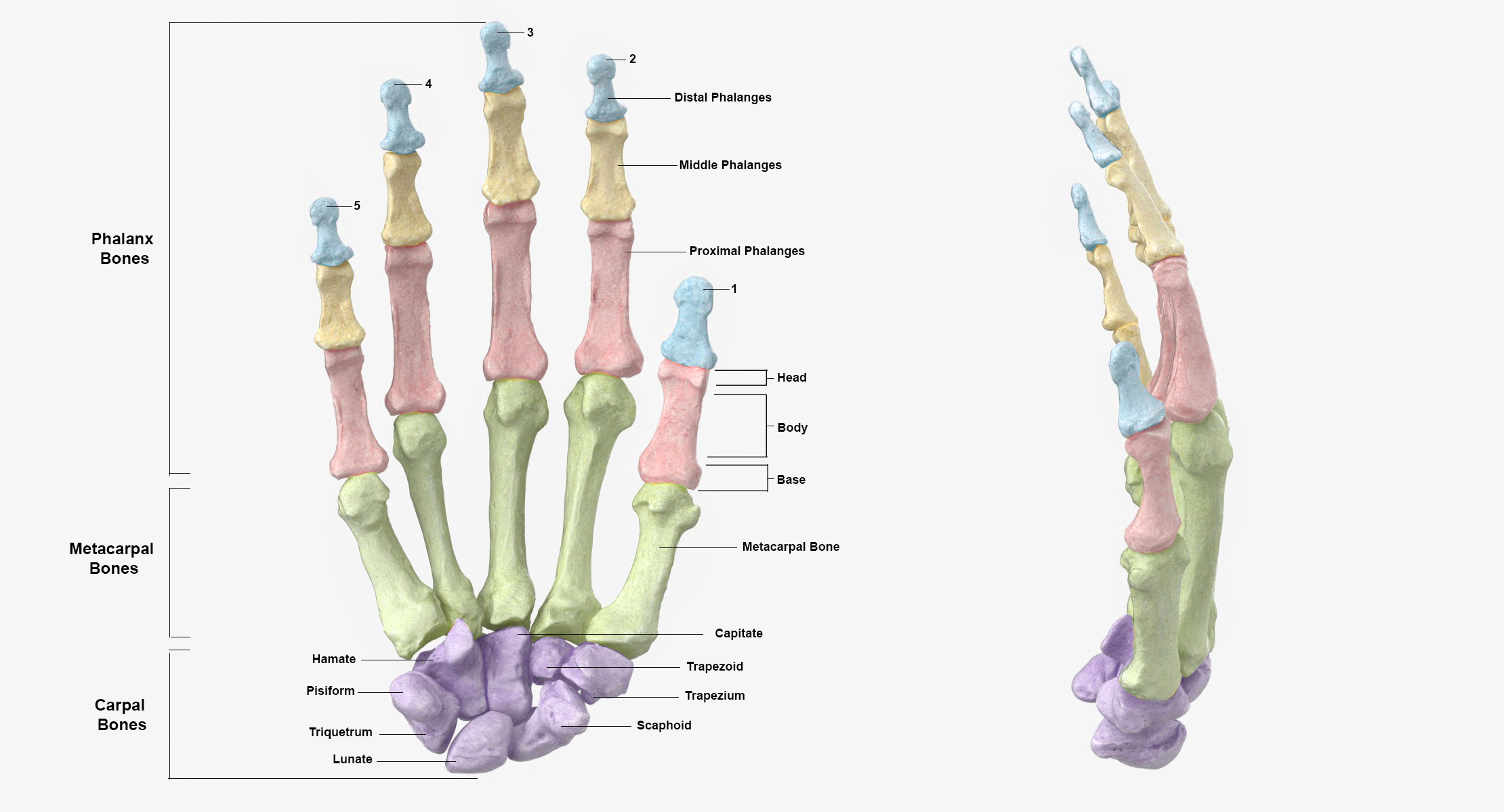 Real Human Hand Ulna and Radius Bones Anatomy 01 White 3D-Modell ...