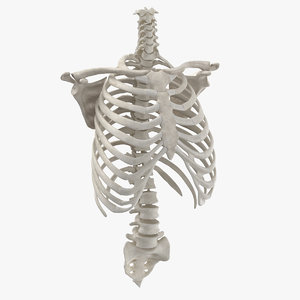 real human rib cage 3D model