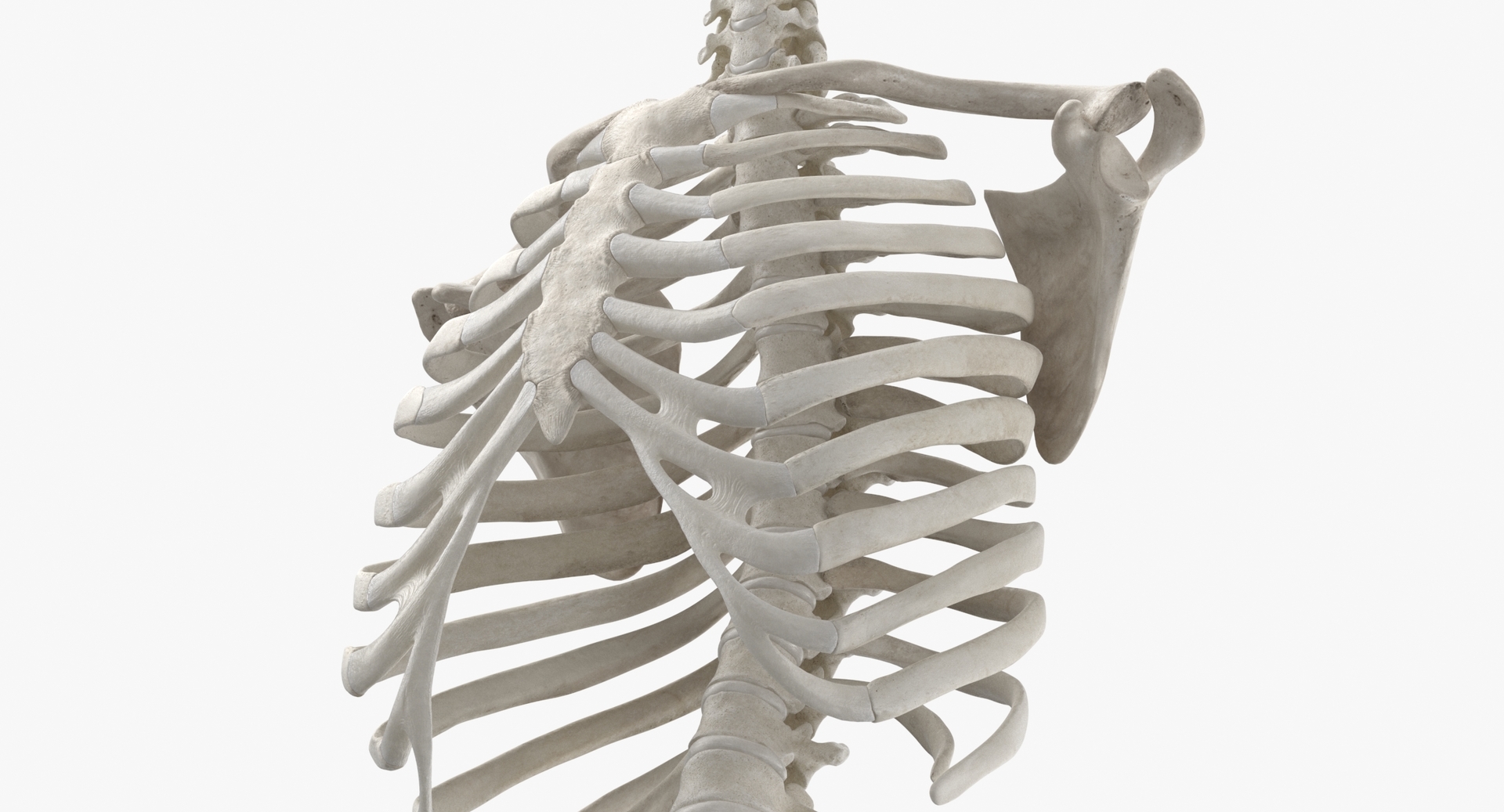 Real Human Rib Cage Spine Calvicle and Scapula Bones Anatomy With