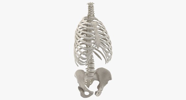 3d Real Human Rib Cage Turbosquid 1639933