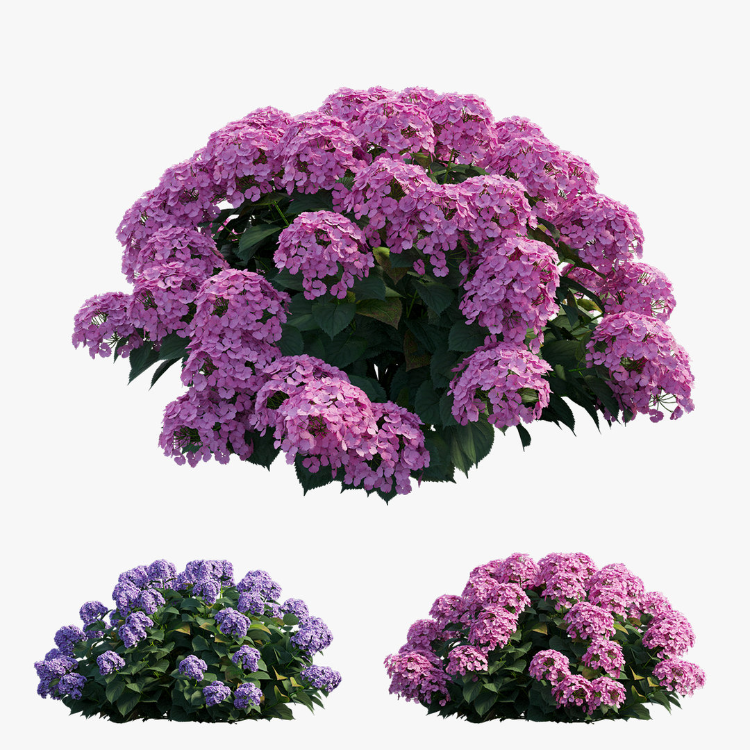  3D  model  hydrangea  plant set 22 TurboSquid 1603415