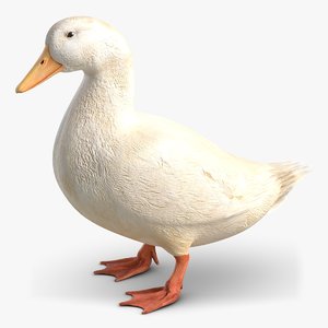 duck white 3d model