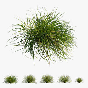grass 03 3D