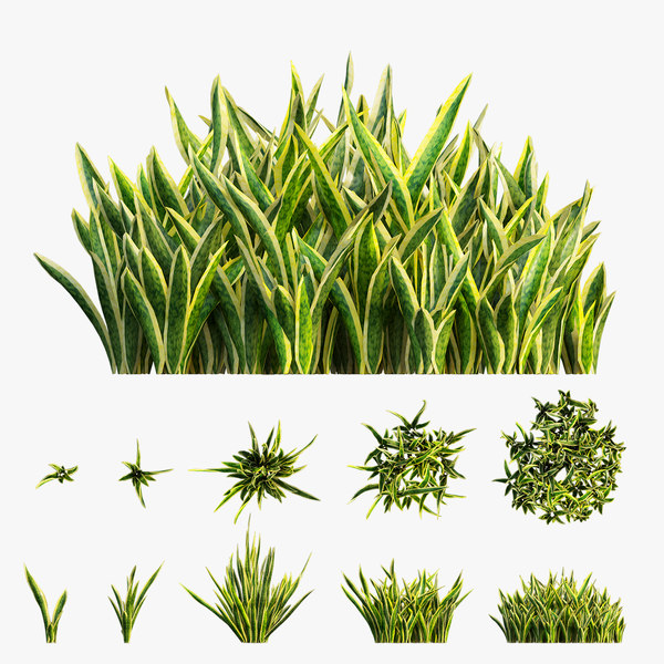 charolettealder