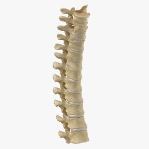 real human thoracic vertebrae 3D model